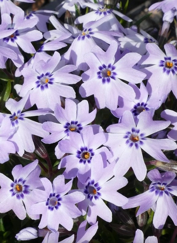 Brumărele pitice - Phlox subulata Fabulous Blue Dark Cent