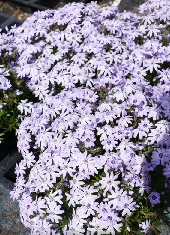 Brumărele pitice - Phlox subulata Fabulous Blue Dark Cent – DocaPerene