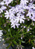 Brumărele pitice - Phlox subulata Fabulous Blue Dark Cent