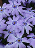 Brumărele pitice - Phlox subulata Fabulous Blue Dark Cent