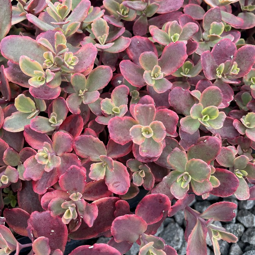 Iarbă grasă - Sedum cauticola Sunsparkle Wildfire