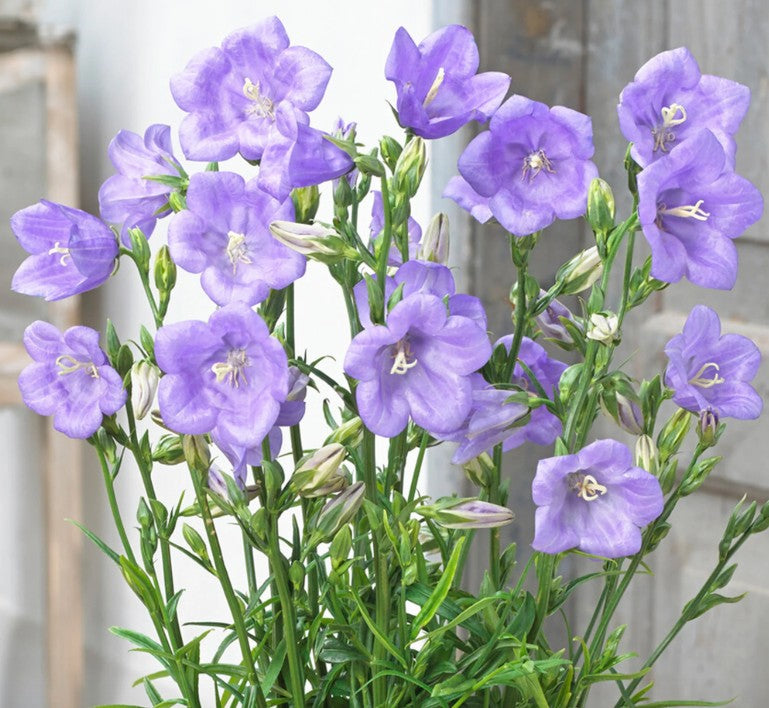 Clopoței - Campanula persicifolia Takion Blue