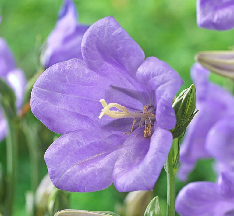 Clopoței - Campanula persicifolia Takion Blue