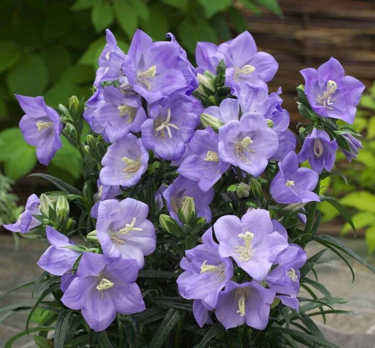 Clopoței - Campanula persicifolia Takion Blue