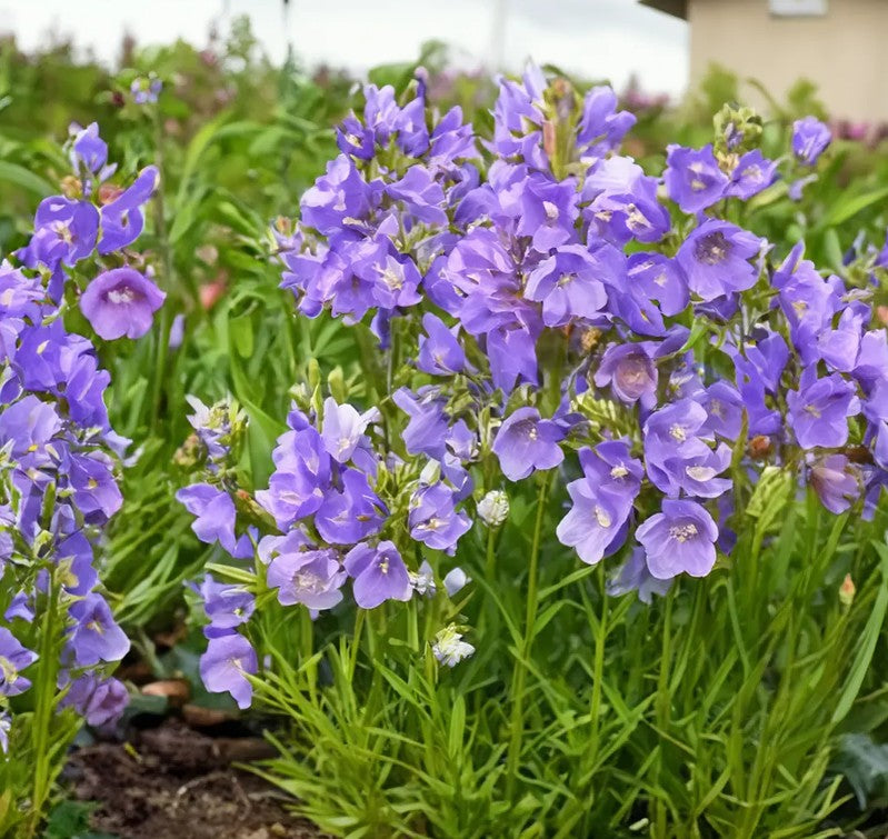 Clopoței - Campanula persicifolia Takion Blue