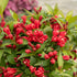 Weigela - Weigela 'All Summer Red'