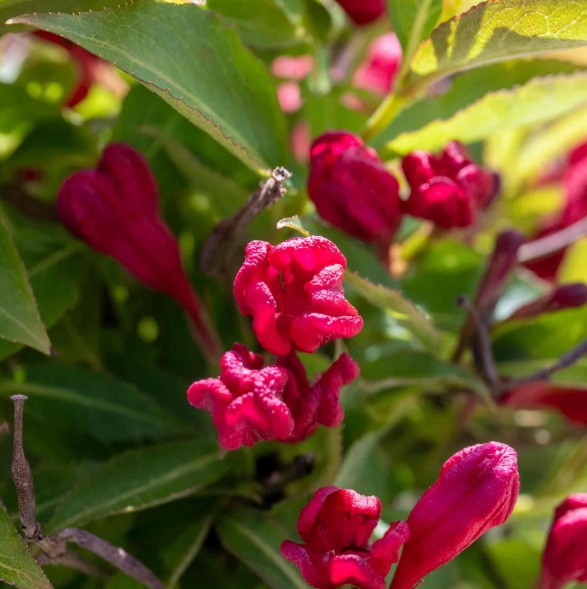 Weigela - Weigela 'All Summer Red'