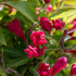 Weigela - Weigela 'All Summer Red'
