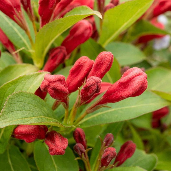Weigela - Weigela 'All Summer Red'