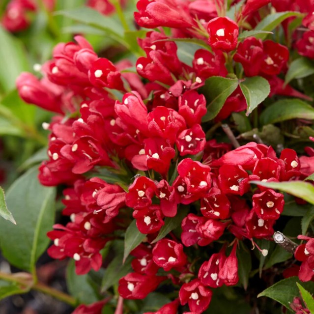 Weigela - Weigela 'All Summer Red'