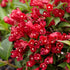 Weigela - Weigela 'All Summer Red'