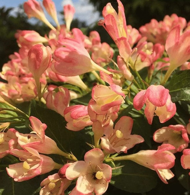 Weigela - Weigela 'All Summer Peach'