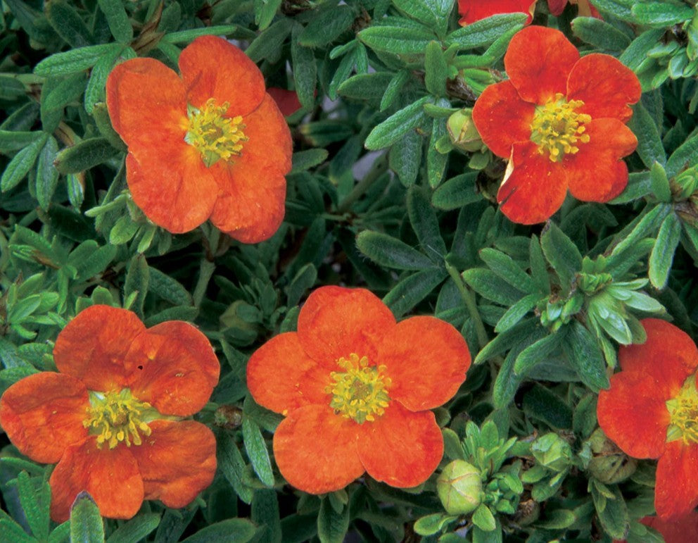 Potentila - Potentilla fruticosa 'Red Ace'