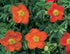 Potentila - Potentilla fruticosa 'Red Ace'