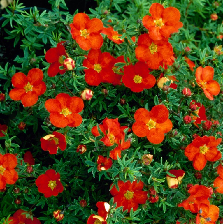 Potentila - Potentilla fruticosa 'Red Ace'