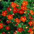 Potentila - Potentilla fruticosa 'Red Ace'