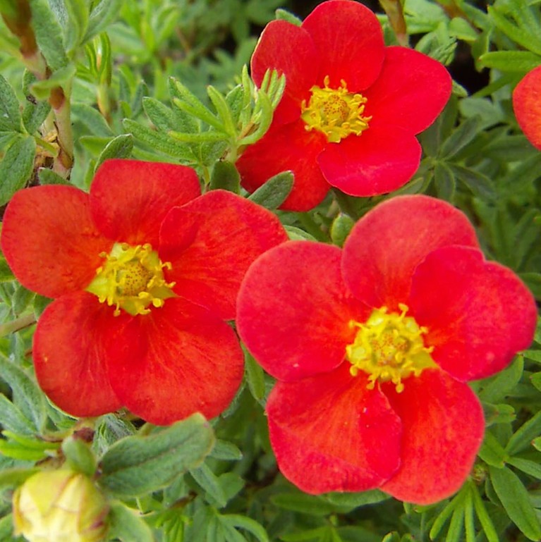 Potentila - Potentilla fruticosa 'Red Ace'