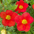 Potentila - Potentilla fruticosa 'Red Ace'