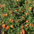 Potentila - Potentilla fruticosa 'Red Ace'