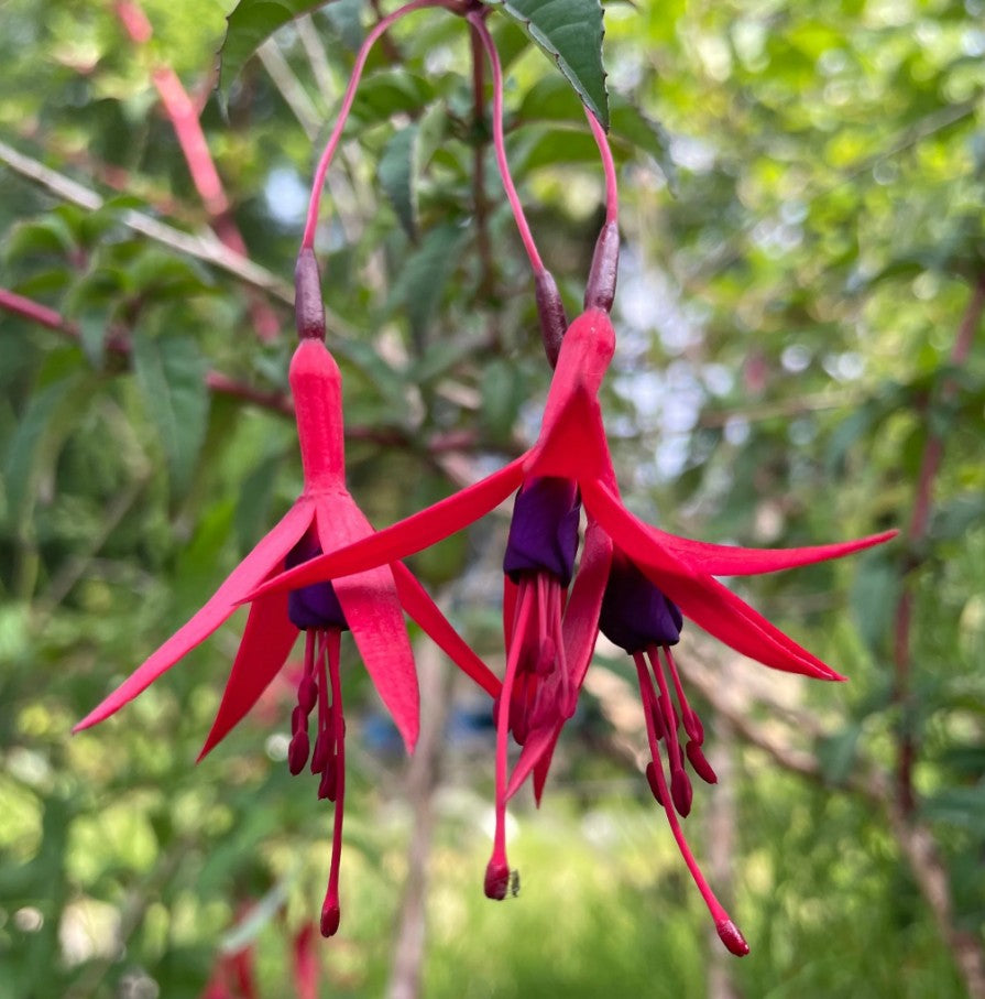 Cerceluși - Fuchsia magellanica 'Gracilis'