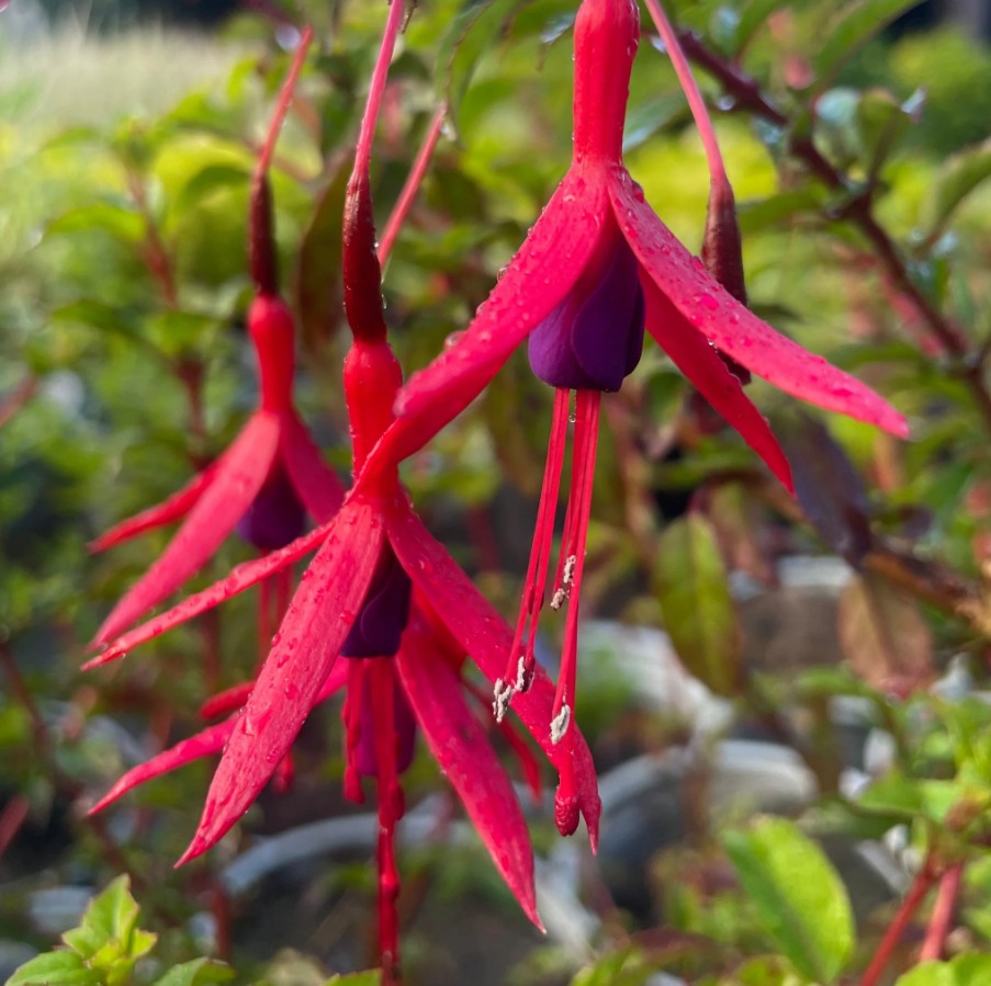 Cerceluși - Fuchsia magellanica 'Gracilis'