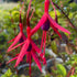 Cerceluși - Fuchsia magellanica 'Gracilis'