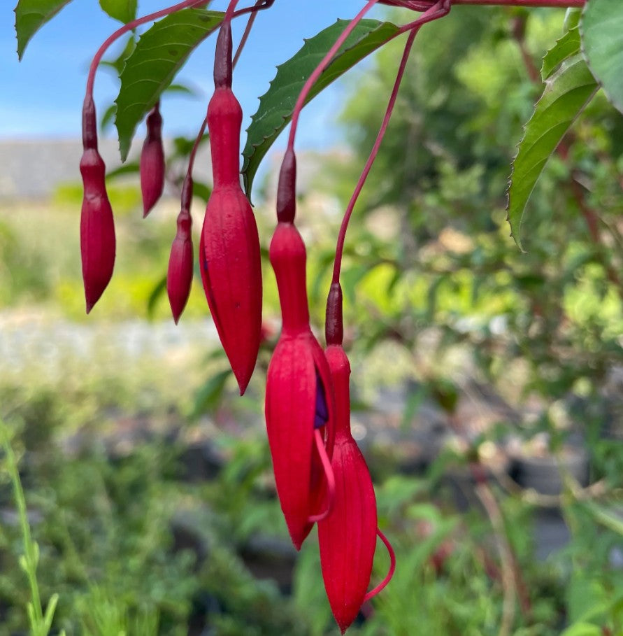 Cerceluși - Fuchsia magellanica 'Gracilis'