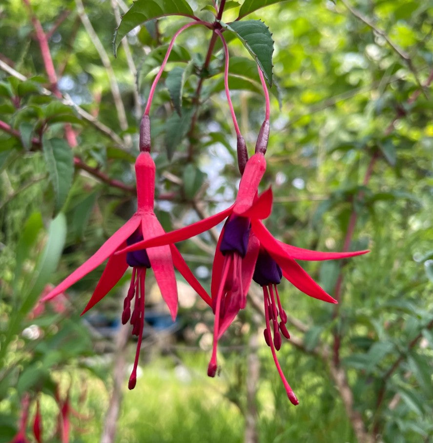 Cerceluși - Fuchsia magellanica 'Gracilis'