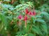 Cerceluși - Fuchsia magellanica 'Gracilis'