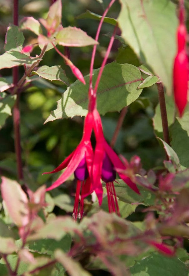 Cerceluși - Fuchsia magellanica Tricolorii
