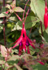 Cerceluși - Fuchsia magellanica Tricolorii