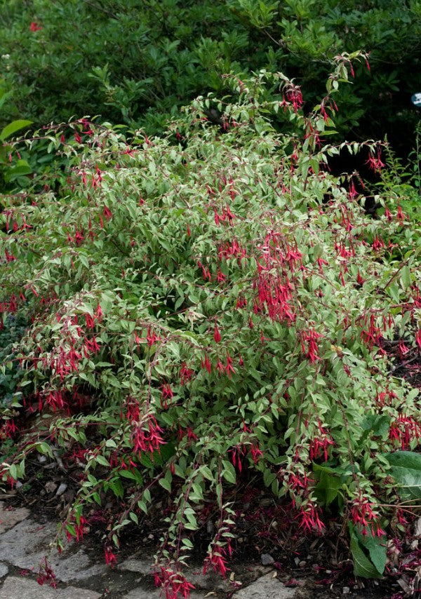 Cerceluși - Fuchsia magellanica Tricolorii