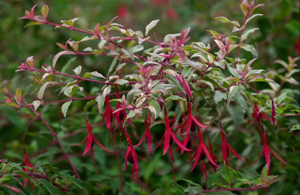 Cerceluși - Fuchsia magellanica Tricolorii