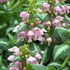 Urzicuță ornamentală - Lamium maculatum Shell Pink