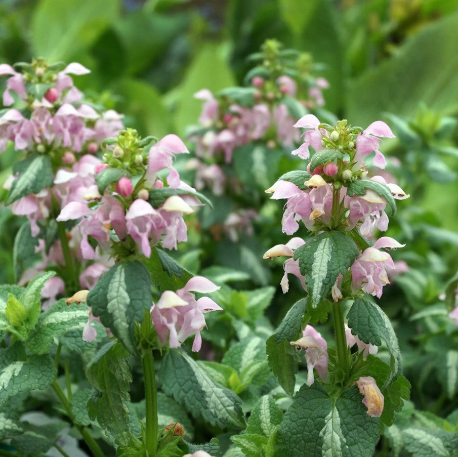 Urzicuță ornamentală - Lamium maculatum Shell Pink