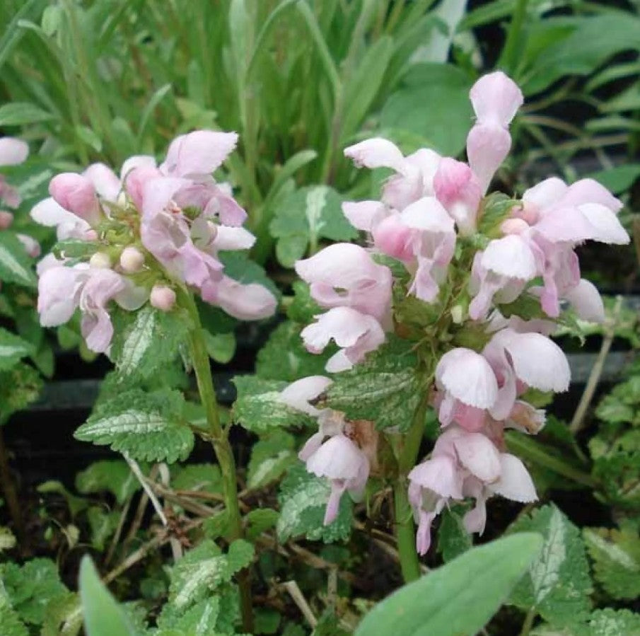 Urzicuță ornamentală - Lamium maculatum Shell Pink
