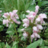 Urzicuță ornamentală - Lamium maculatum Shell Pink