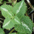 Urzicuță ornamentală - Lamium maculatum Shell Pink