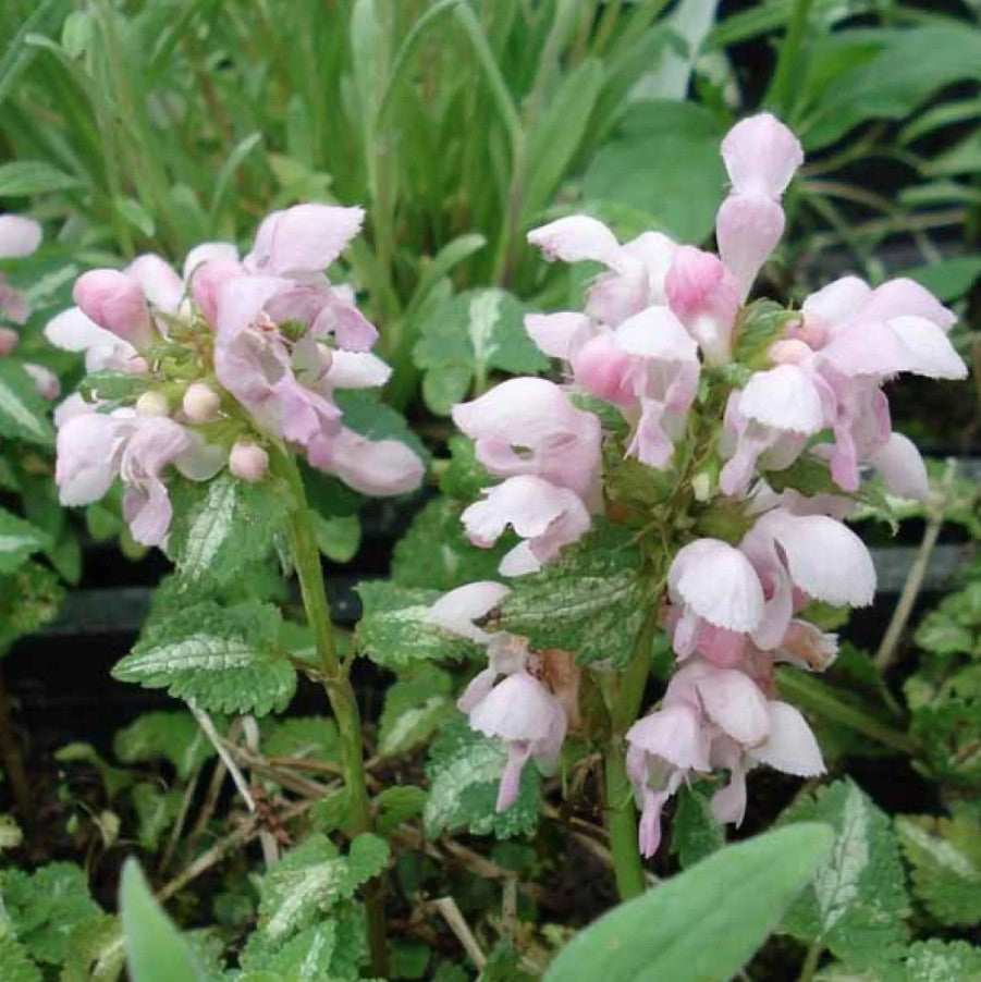Urzicuță ornamentală - Lamium maculatum Shell Pink