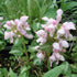 Urzicuță ornamentală - Lamium maculatum Shell Pink