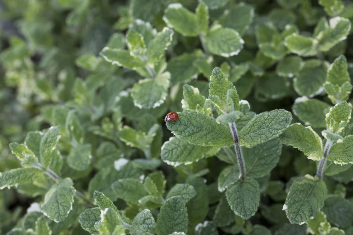 Urzicuță ornamentală - Mentha rotundifolia Variegata