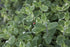 Urzicuță ornamentală - Mentha rotundifolia Variegata