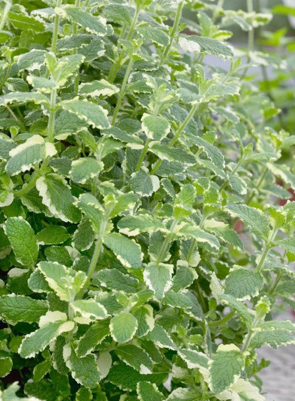 Urzicuță ornamentală - Mentha rotundifolia Variegata