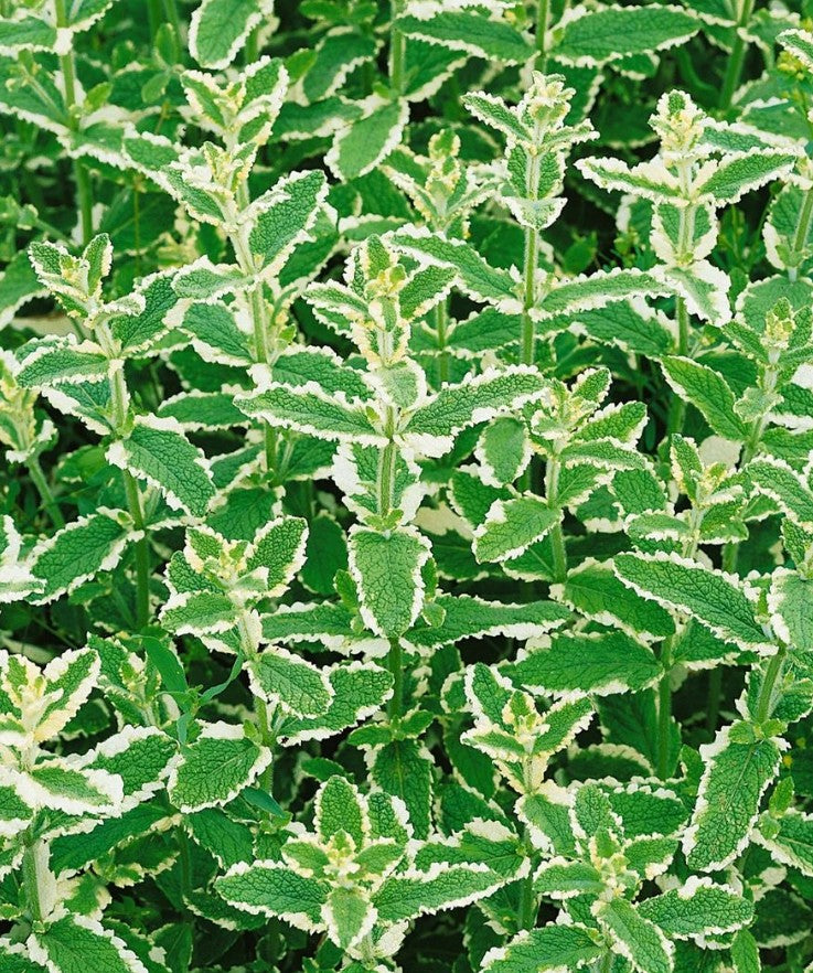 Urzicuță ornamentală - Mentha rotundifolia Variegata