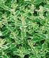 Urzicuță ornamentală - Mentha rotundifolia Variegata