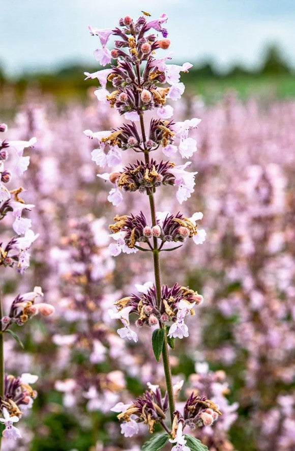 Menta pisicii  - Nepeta racemosa Amelia