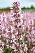 Menta pisicii  - Nepeta racemosa Amelia
