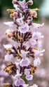 Menta pisicii  - Nepeta racemosa Amelia