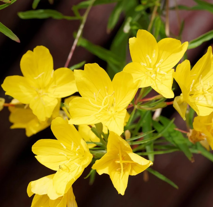 Luminița nopții - Oenothera hybrida African Sun
