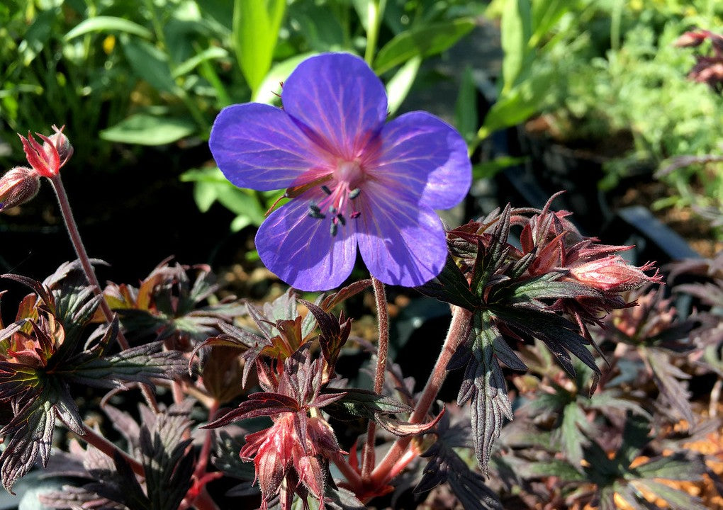 Ciocul berzei - Geranium pratense Midnight Reiter